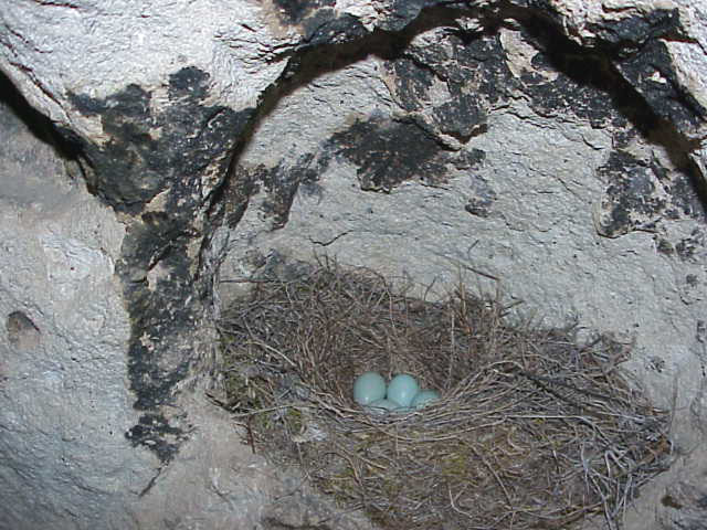 	Bird eggs in cave	Kizilcukur	Cappadocia